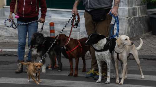 Οι σκύλοι μυρίζουν τον κορονοϊό:  Μπορούν να χρησιμοποιηθούν σε αεροδρόμια, γήπεδα, πολυκαταστήματα