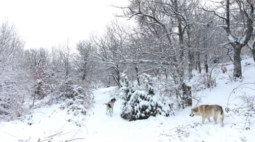 Τρελάθηκε ο καιρός: Ψυχρή εισβολή και χιόνια ακόμα και στην Αττική - Πόσους βαθμούς θα πέσει η θερμοκρασία στην Αθήνα