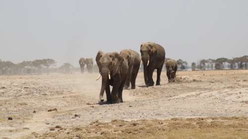 Τραγωδία στην Ινδονησία: 8χρονη ποδοπατήθηκε από ελέφαντα – Προσπάθησε να διαφύγει αλλά γλίστρησε