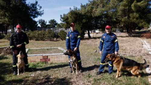 &quot;Ψάξε!&quot;: Φιντέλ, Τάλως, Εκτωρ - Τα απίθανα σκυλιά της ΕΜΑΚ που σώζουν ζωές - Επιβράβευση με ένα... μπαλάκι