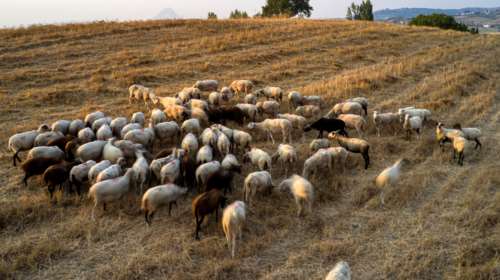 Στα 22 έφτασαν τα κρούσματα πανώλης, θανατώθηκαν περισσότερα από 7.000 ζώα - Αγωνία για την εξάπλωση στην Αττική
