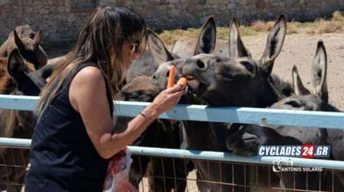 Ιος: Η επιχειρηματίας που άλλαξε τη ζωή σε 17 γαϊδουράκια [εικόνες]