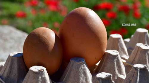 Τεράστιο αυγό στο Ναύπλιο - Για ρεκόρ... Γκίνες [βίντεο]