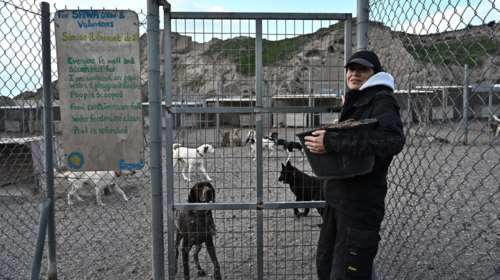 &quot;Δεν φεύγουμε, δεν θα αφήσουμε πίσω τα ζώα&quot;: Το σπουδαίο έργο της SAWA στη Σαντορίνη [εικόνες - βίντεο]