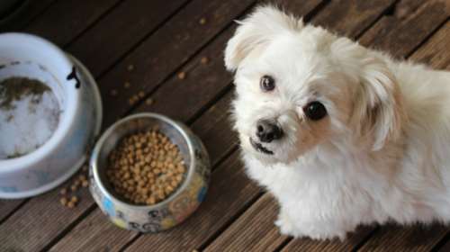 Οδηγός σωστής διατροφής: Όλα όσα πρέπει να ξέρετε για τη διατροφή του κατοικιδίου σας