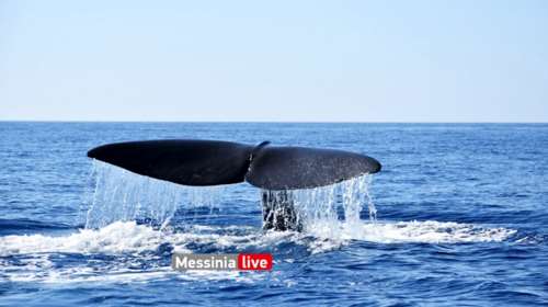 Μάνη: Απίστευτες εικόνες από το &quot;παιχνίδι&quot; τεράστιας φάλαινας σε απόσταση αναπνοής από σκάφος