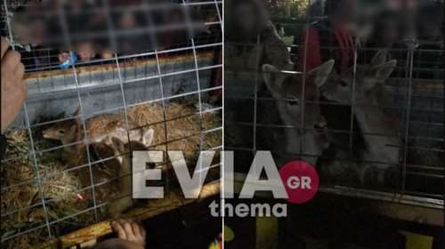 Σάλος στην Ερέτρια: Περιέφεραν ελαφάκια σε κλουβί σαν αξιοθέατο [Βίντεο]