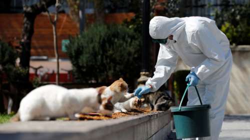 Ταϊλάνδη: Για πρώτη φορά γάτα μόλυνε άνθρωπο με κορονοϊό - Φταρνίστηκε και κόλλησε την κτηνίατρο