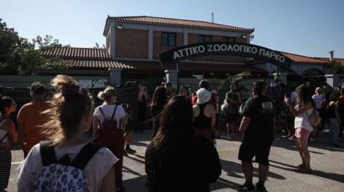 Θανάτωση χιμπατζή: Αυτό είναι το πόρισμα για το Αττικό Ζωολογικό Πάρκο μετά από έλεγχο του ΥΠΕΝ