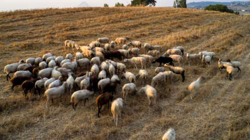 Ξέφυγε η ευλογιά των αιγοπροβάτων, εκτινάχτηκαν τα κρούσματα - &quot;Η τελευταία μας ευκαιρία πριν το lockdown&quot; [βίντεο]