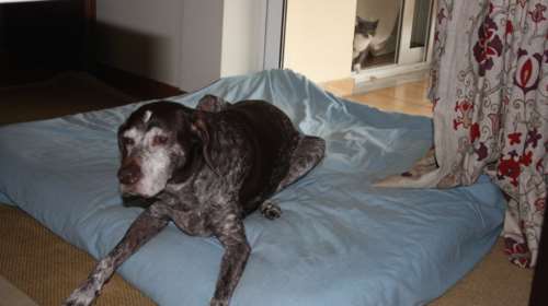 Μπορεί ο σκύλος μου να πάσχει από άνοια; Tι είναι το σύνδρομο της γνωστικής δυσλειτουργίας - Συμπτώματα και αιτίες