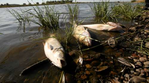 Πολωνία: Τεράστια οικολογική καταστροφή στον ποταμό Όντερ - Τους 100 τόνους έφτασαν τα νεκρά ψάρια [εικόνες-βίντεο]