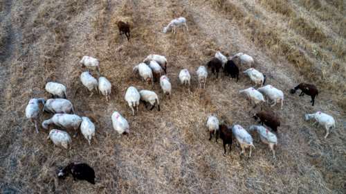 Κρούσμα πανώλης και στο Δομένικο Ελασσόνας - Να κηρυχθεί η Θεσσαλία σε κατάσταση έκτακτης ανάγκης ζητά ο Κουρέτας