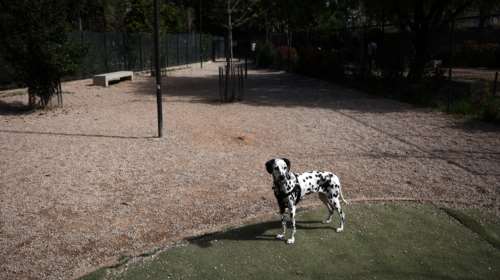 Βίντεο αφύπνισης: Σκύλος ποτέ μόνος του στη βόλτα και πάντα με λουρί - Το κακό θα γίνει μια φορά