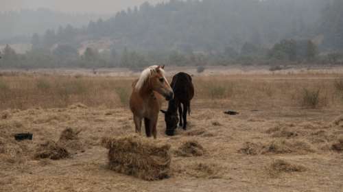 Αποτροπιασμός στην Σύρο: Σκότωσαν άλογο με μία σφαίρα στο κεφάλι