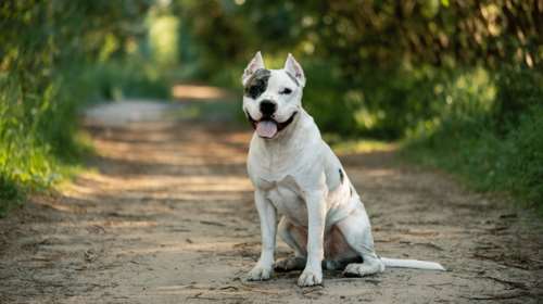 Λούτσα: Τρομακτική επίθεση πιτ μπουλ σε 11χρονο - Του τρύπησε το κρανίο με τα δόντια