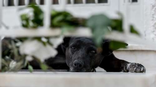 Ωρωπός: Βρέθηκε προφυλακτικό στο στομάχι σκύλου - Εξετάζεται το ενδεχόμενο να έπεσε θύμα βιασμού