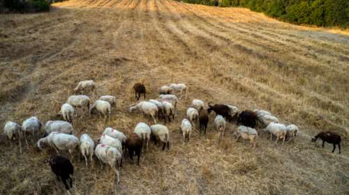 Θηριωδία στη Σέριφο: 27 πρόβατα βρέθηκαν νεκρά σε αποθήκη εκκλησίας - Τα είχαν κλειδώσει χωρίς νερό