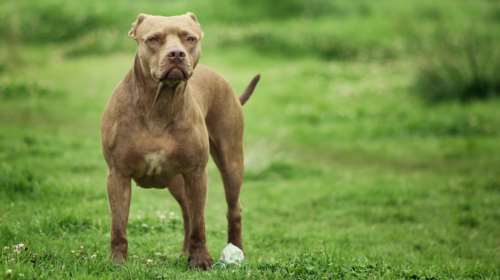 "Βρείτε αποδείξεις κι ελάτε να με κλείσετε μέσα" λέει ο ιδιοκτήτης που τον κατηγορούν ότι βάζει το πίτμπουλ του να σκοτώνει γάτες