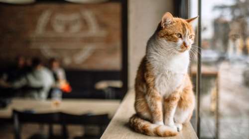 Θεσσαλονίκη: Βούτηξε το κεφάλι γάτας σε ποτήρι με μπίρα - Του ασκήθηκε δίωξη