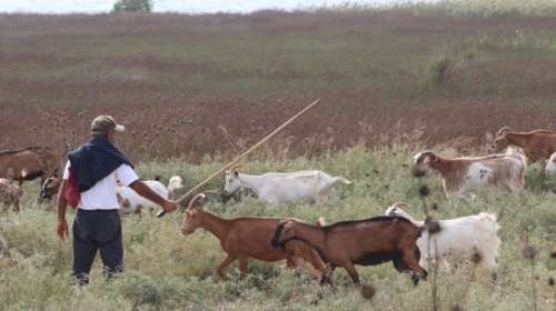 Ρέθυμνο: Μπήκε στο μαντρί και έσφαξε 17 κατσίκες επειδή είχε διαφορές με τον κτηνοτρόφο