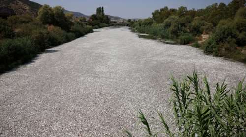 Βόλος: Τοποθετήθηκε και δεύτερο πλέγμα στον Ξηριά για την συγκράτηση των νεκρών ψαριών [εικόνες]