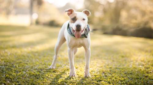 Επίθεση πιτ μπουλ στη Λούτσα: Ο 11χρονος έκανε τον λιπόθυμο για να σταματήσει να τον δαγκώνει στο κεφάλι [βίντεο]