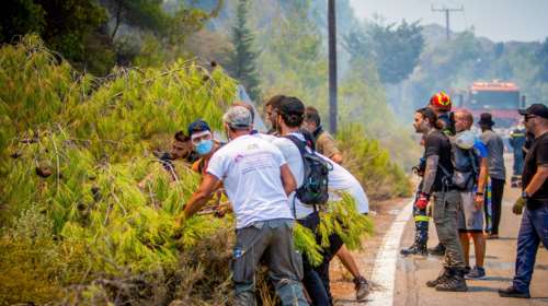 Γιατί φέτος έχει φωτιές σε νησιά και νότια Ελλάδα - Η σύνδεση με τις βροχές του Ιουνίου - Καθηγητής εξηγεί