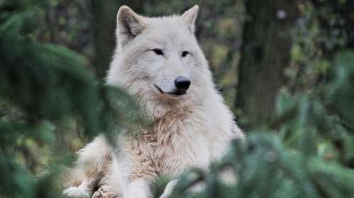 Λύκος επιτέθηκε σε 5χρονη στην παραλία Αγίου Νικολάου της Χαλκιδικής