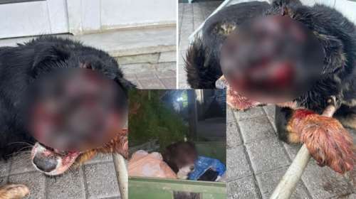 Απανθρωπιά στη Θεσσαλονίκη: Πέταξαν στα σκουπίδια σκυλί με καρκίνο [εικόνες]