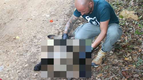 Φρίκη στη Φλώρινα: Πυροβόλησε και σκότωσε αρκουδάκι λίγων μηνών