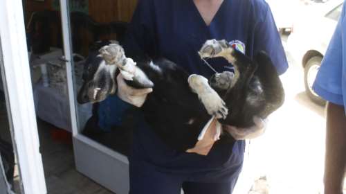 Νέα απεργία των κτηνιάτρων την Τετάρτη 21 Φεβρουαρίου