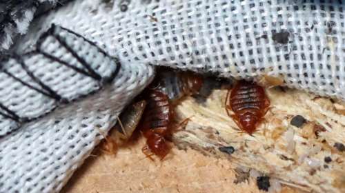 Σε έξαρση οι κοριοί: Τρόποι για να αντιμετωπίσετε το πρόβλημα στο σπίτι σας