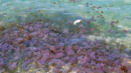 Μωβ μέδουσες: Πόσο επικίνδυνες είναι για τα μικρά παιδιά - Τι κάνουμε αν μας τσιμπήσουν