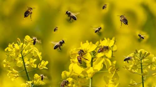 Χαλκίδα: Σμήνος μελισσών επιτέθηκε σε 12χρονο – Έπαθε αλλεργικό σοκ