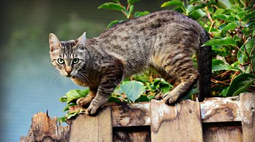 Γάτα στο Ηράκλειο δάγκωσε στον λαιμό 8χρονο - Μεταφέρθηκε στο νοσοκομείο