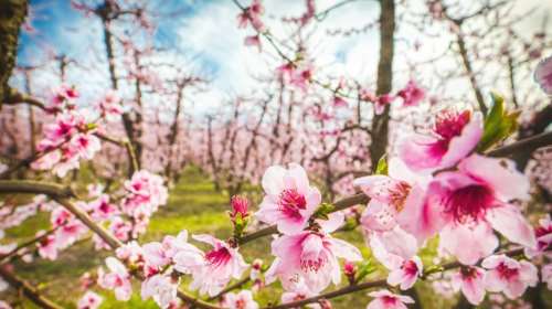 Βάφτηκε ροζ ο κάμπος της Ημαθίας - Οι ανθισμένες ροδακινιές σηματοδοτούν την αρχή της Ανοιξης [εικόνες]