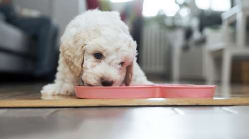 Γιατί να επιλέξω ξηρά τροφή για το σκύλο μου; Ποια είναι τα πλεονεκτήματα και τα οφέλη που προσφέρει