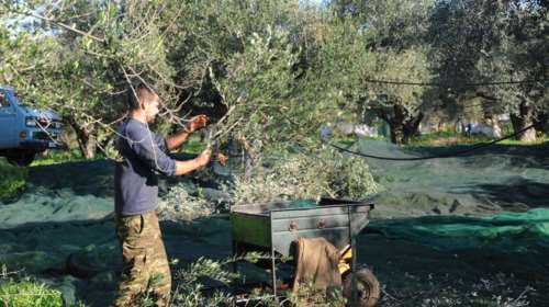 Κρήτη: Πέθανε ξαφνικά 39χρονος ενώ μάζευε ελιές