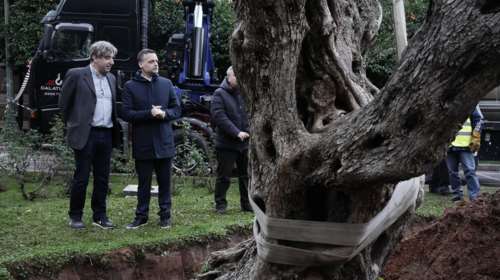 Ο Χάρης Δούκας μεταφύτευσε υπεραιωνόβια ελιά 700 ετών έξω από την παλιά Βουλή [εικόνες]