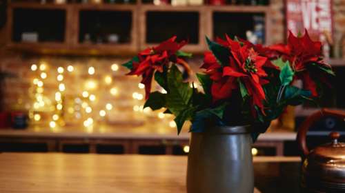Αλεξανδρινό, το λουλούδι των Χριστουγέννων: Οι 4+1 τρόποι για να το κρατήσετε &quot;ζωντανό&quot; μετά τις γιορτές