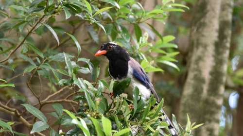 Ασύλληπτη τραγωδία στην Αυστραλία: Βρέφος πέθανε μετά από επίθεση καρακάξας