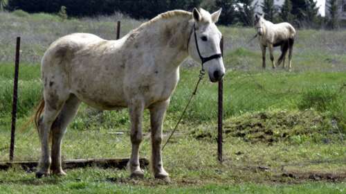 Διακοπές στην Ελλάδα στις πλάτες των ιπποειδών - Τι πιστεύουν οι ξένοι τουρίστες για τους τετράποδους είλωτες