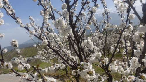 Από το Χανάμι του Τόκιο στις ανθισμένες κερασιές της Πέλλας - Το εντυπωσιακό ολάνθιστο πέπλο [εικόνες]