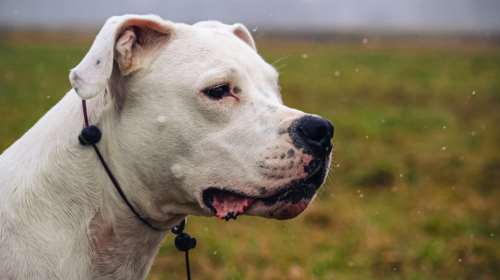 Κεφαλάρι: Σκύλος Ντόγκο Αρτζεντίνο κατασπάραξε μικρό κοκόνι - Τον πυροβόλησαν και τον σκότωσαν