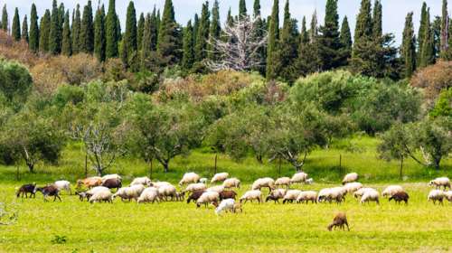 Συναγερμός για τα κρούσματα πανώλης στα αιγοπρόβατα - Περίπου 9.000 ζώα έχουν θανατωθεί [βίντεο]
