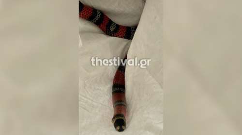 Θεσσαλονίκη: Φίδι έσπειρε τον πανικό μέσα σε λεωφορείο του ΚΤΕΛ - Το ξέχασε επιβάτιδα