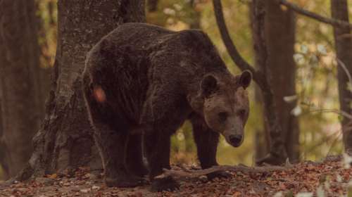 Ιταλία: Αναβλήθηκε η θανάτωση καφέ αρκούδας που είχε σκοτώσει έναν 26χρονο στις Άλπεις