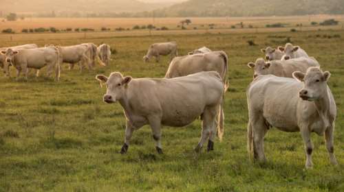 Σέρρες: Χειροπέδες σε κτηνιάτρους και ιδιώτες - Πώς εξαπατούσαν το Δημόσιο με ψευδή πιστοποιητικά σφαγής ζώων