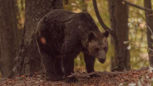 Χαλκιδική: Ανησυχία από τη νέα εμφάνιση αρκούδας στον Ταξιάρχη - Άρπαξε πρόβατα, ζημιές και σε μελίσσια